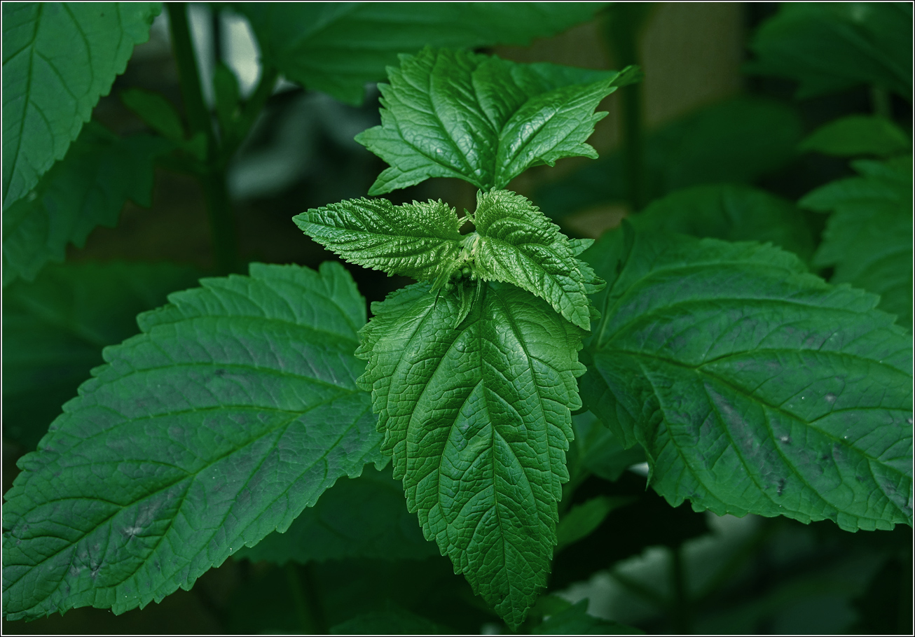 Изображение особи Scrophularia nodosa.