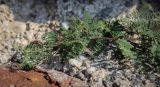 род Astragalus. Верхушка плодоносящего растения. Абхазия, окр. г. Новый Афон, вершина Иверской горы, подпорная крепостная стена. 12.06.2025.
