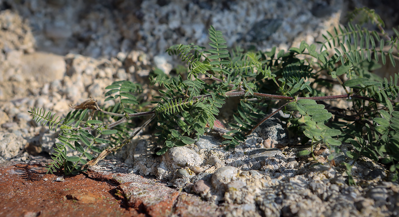 Изображение особи род Astragalus.