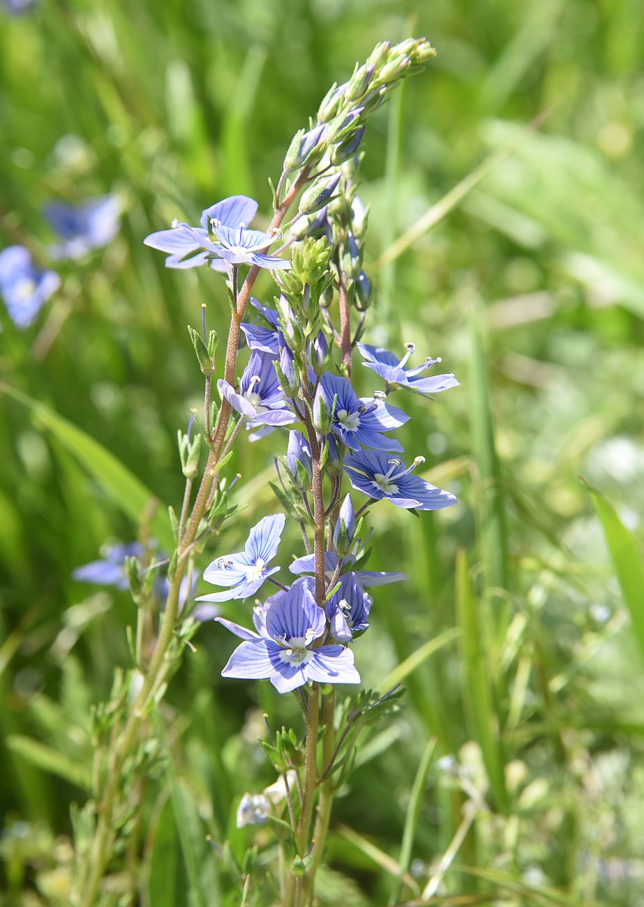 Image of genus Veronica specimen.