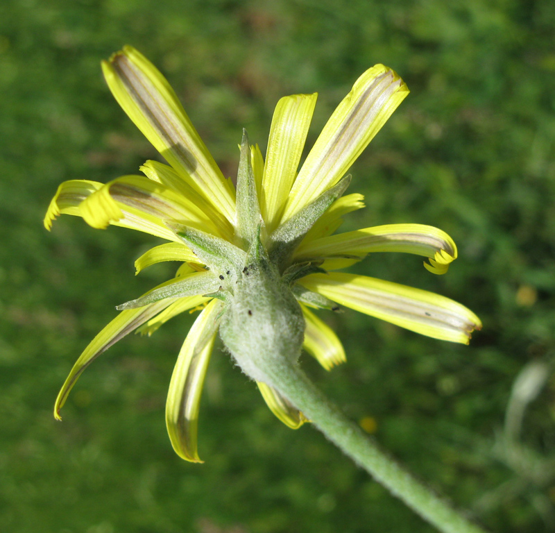 Image of genus Podospermum specimen.