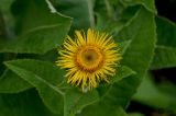 Inula helenium. Соцветие и листья. ЛНР, Славяносербский р-н, с. Хорошее, сортоиспытательная опытная станция, участок лекарственных растений. 26.06.2025.