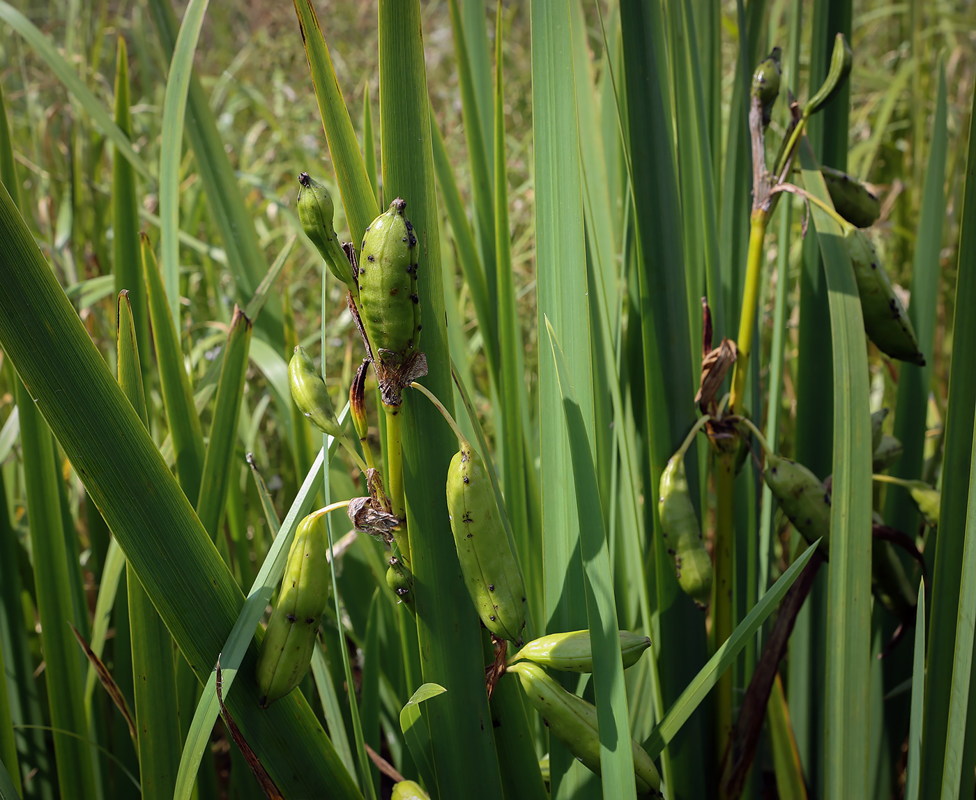Изображение особи Iris pseudacorus.