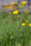 Смотреть изображение Ranunculus acris