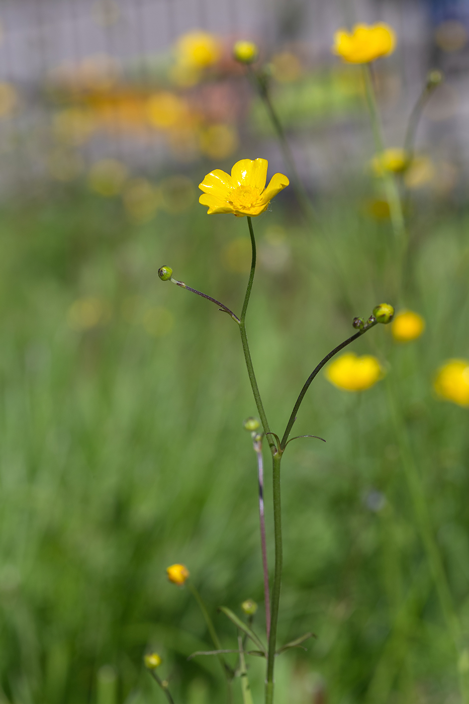 Изображение особи Ranunculus acris.