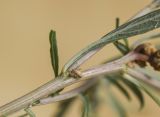 Image of taxon representative. Author is Светлана Коурова