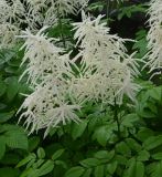 Aruncus dioicus. Верхушка цветущего растения. Псковская обл., г. Великие Луки, палисадник. 12.06.2025.