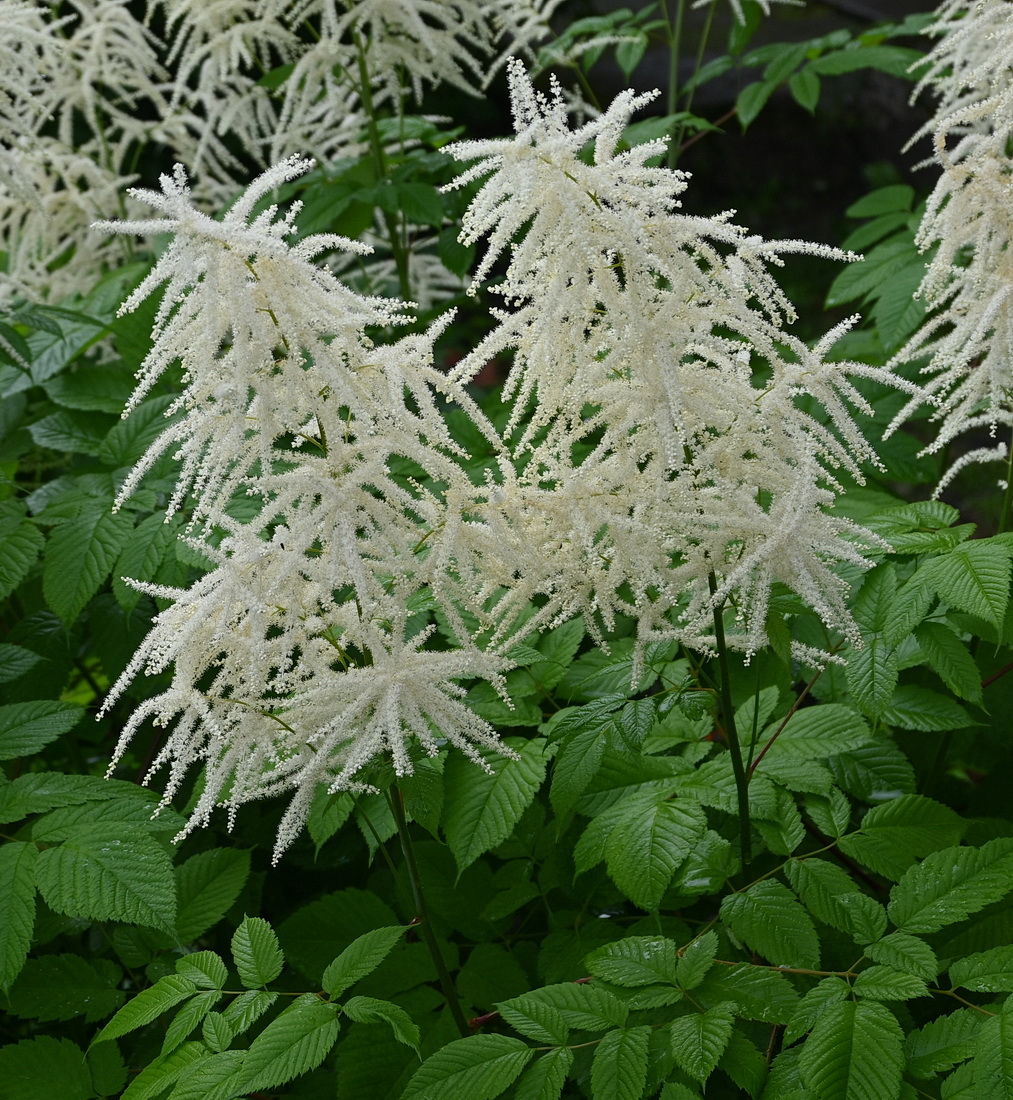 Image of Aruncus dioicus specimen.