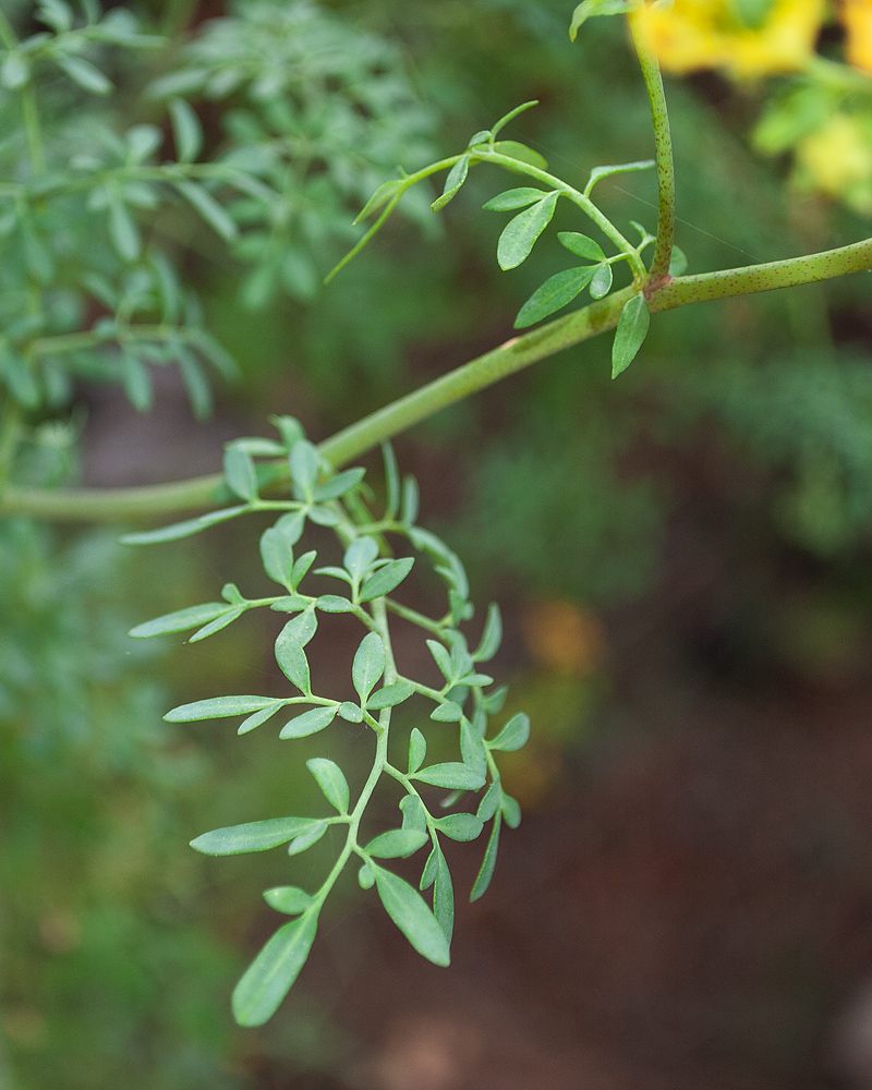Изображение особи Ruta chalepensis.