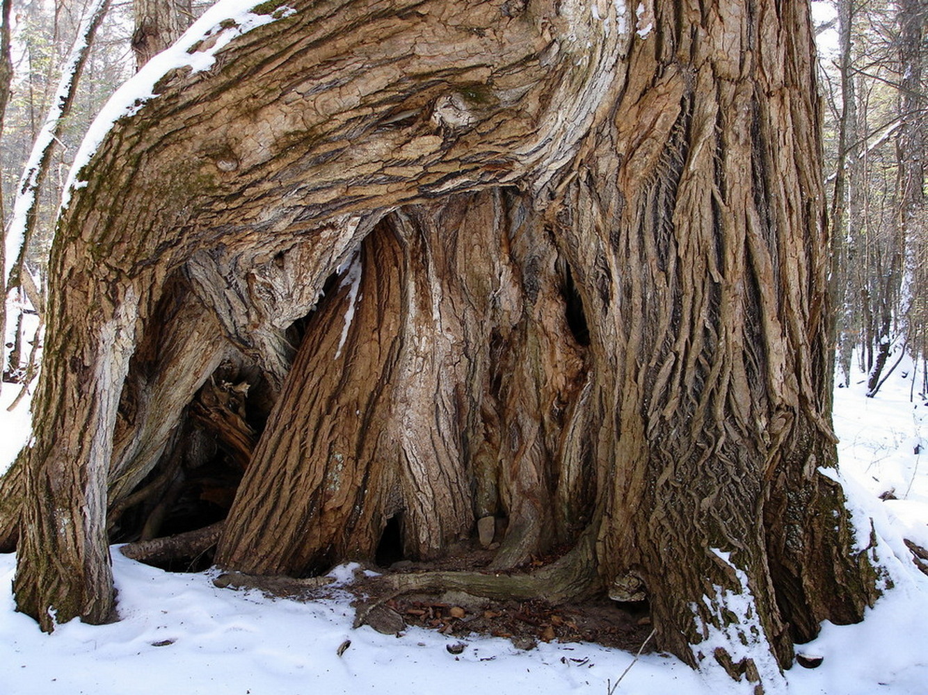 Image of Populus koreana specimen.