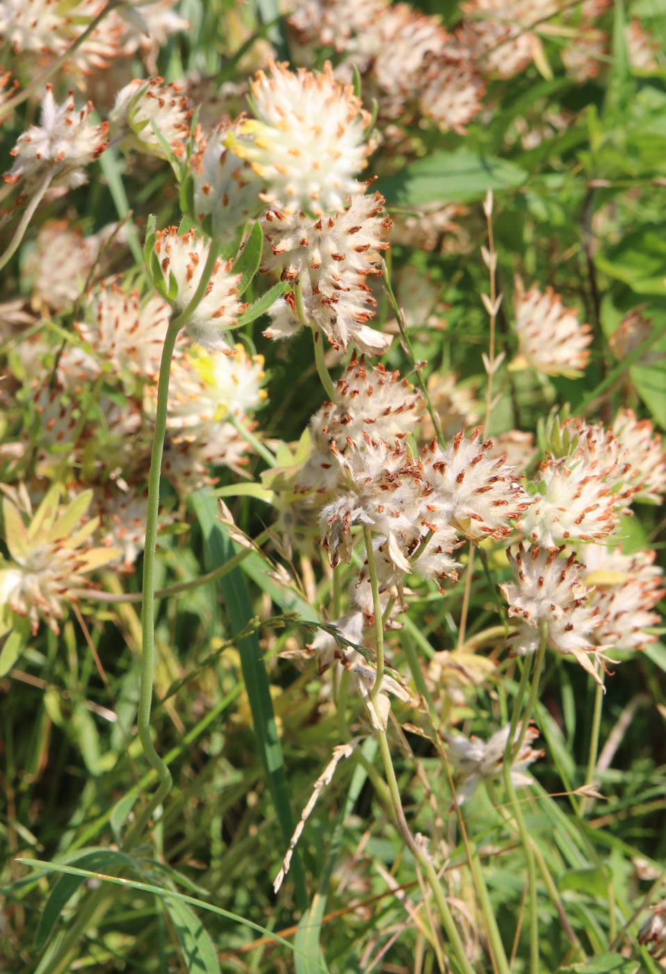 Изображение особи Anthyllis vulneraria.