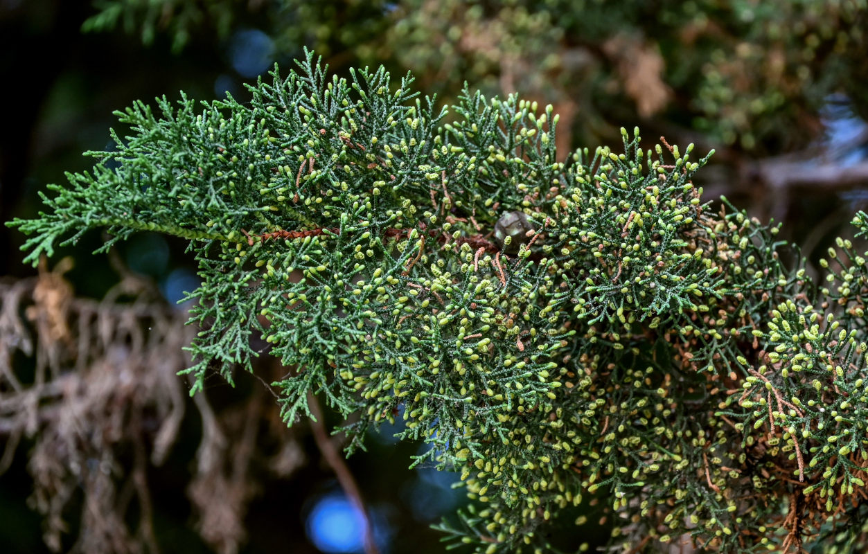 Image of Cupressus lusitanica specimen.