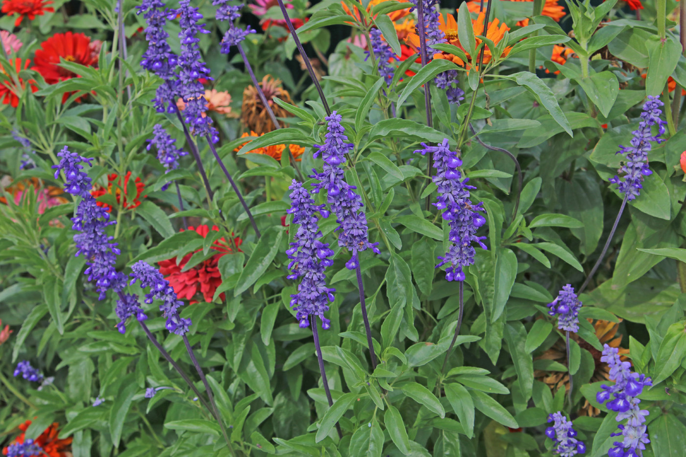 Image of Salvia farinacea specimen.