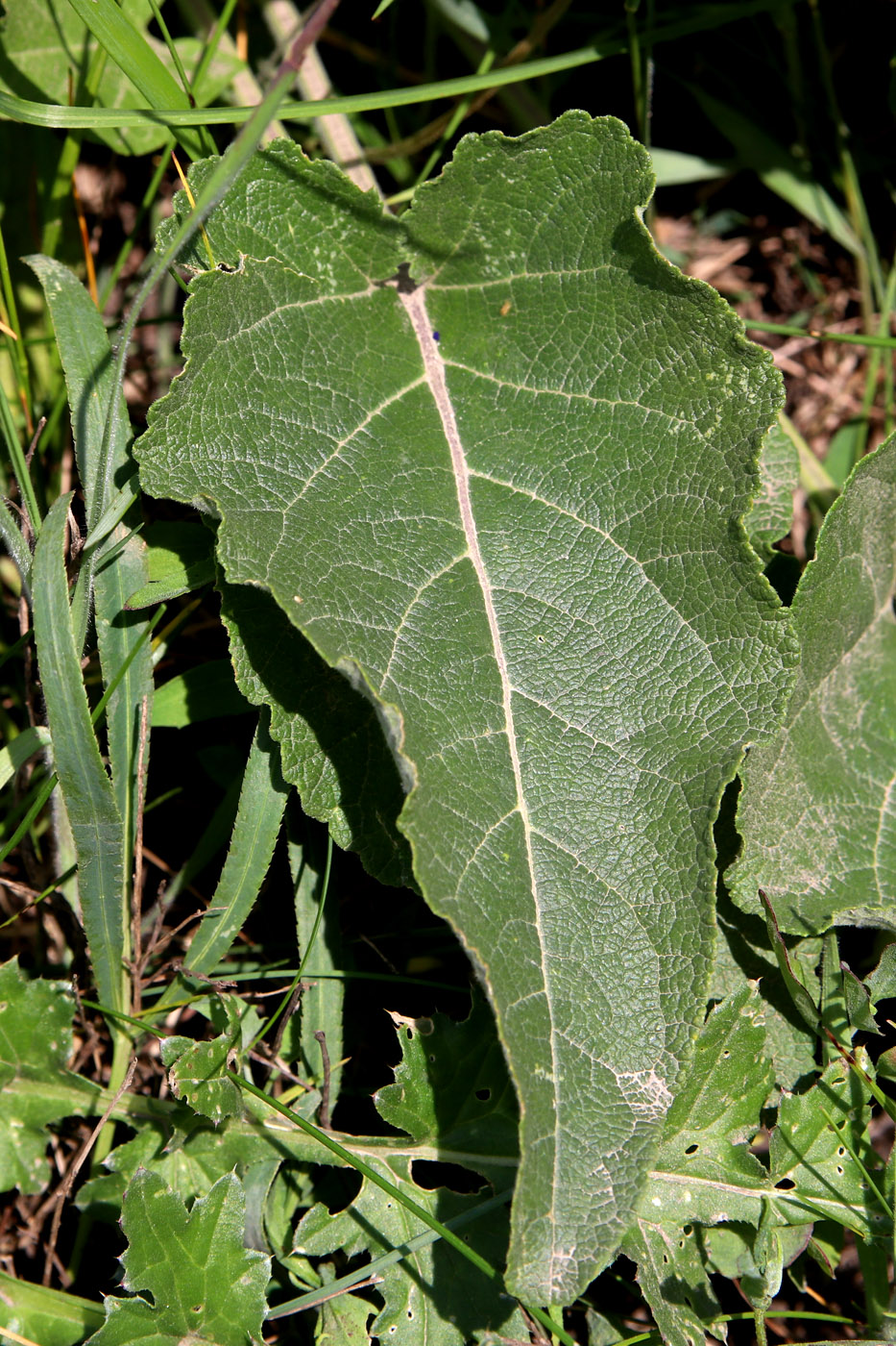 Изображение особи Salvia nutans.