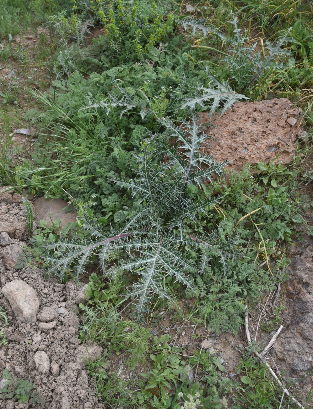 Изображение особи семейство Asteraceae.