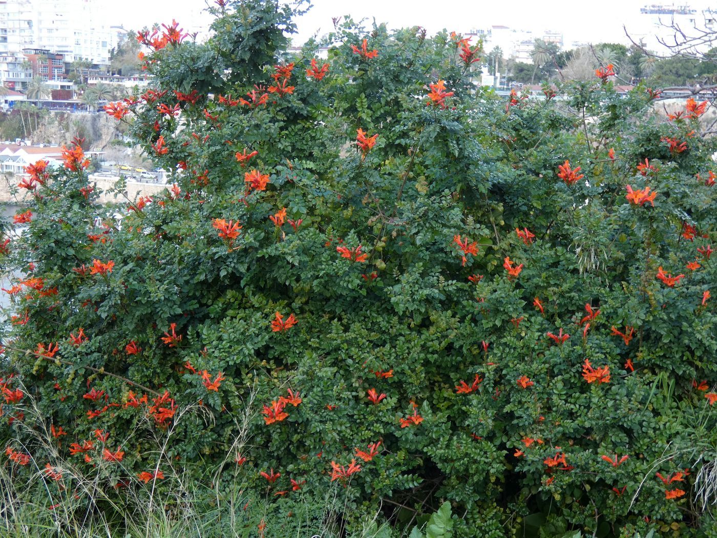 Изображение особи Campsis radicans.
