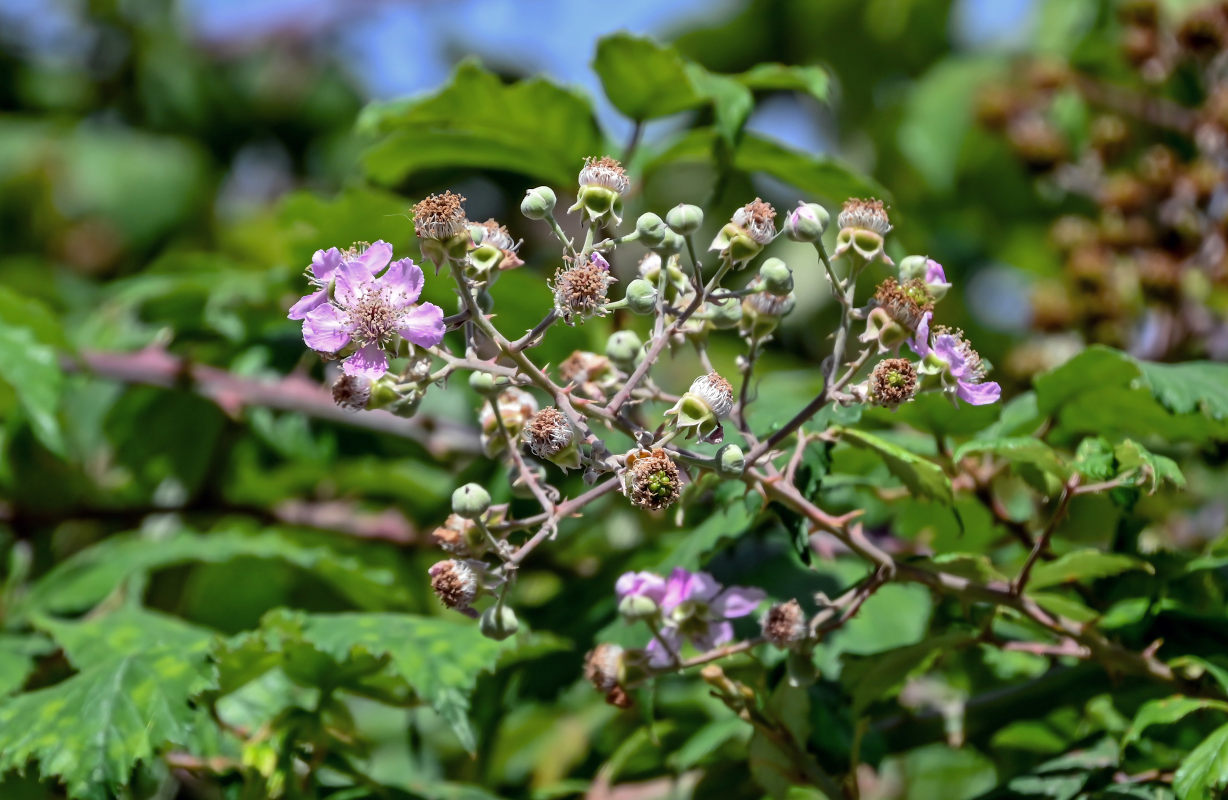 Изображение особи Rubus ulmifolius.