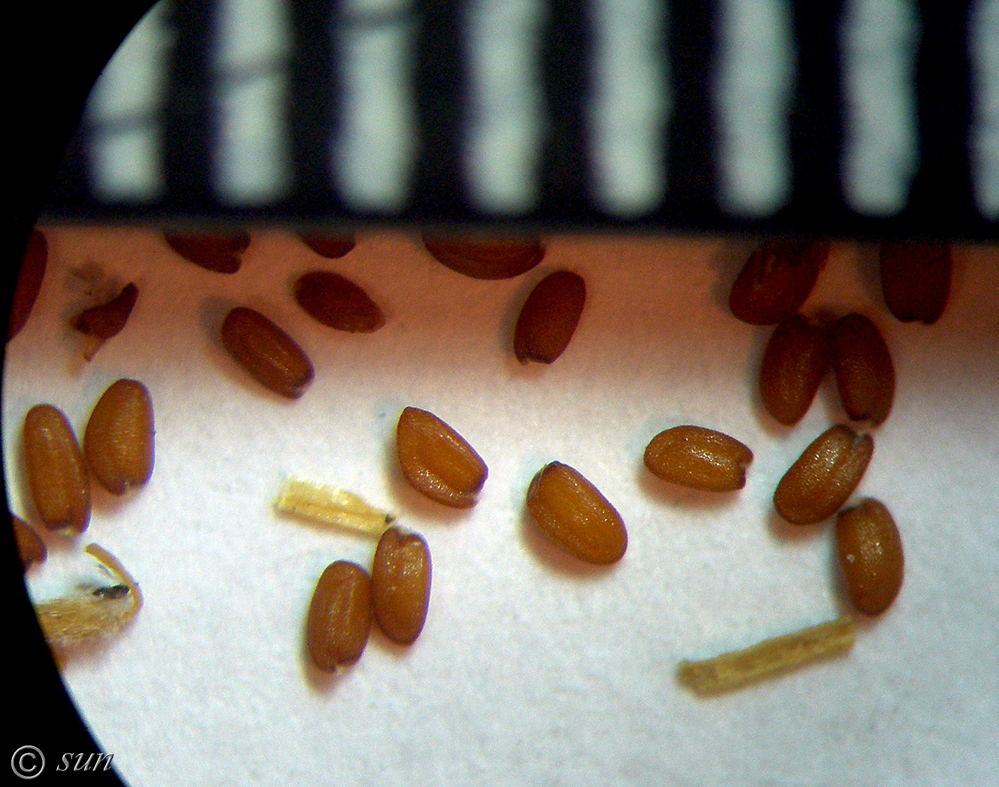 Изображение особи Descurainia sophia.