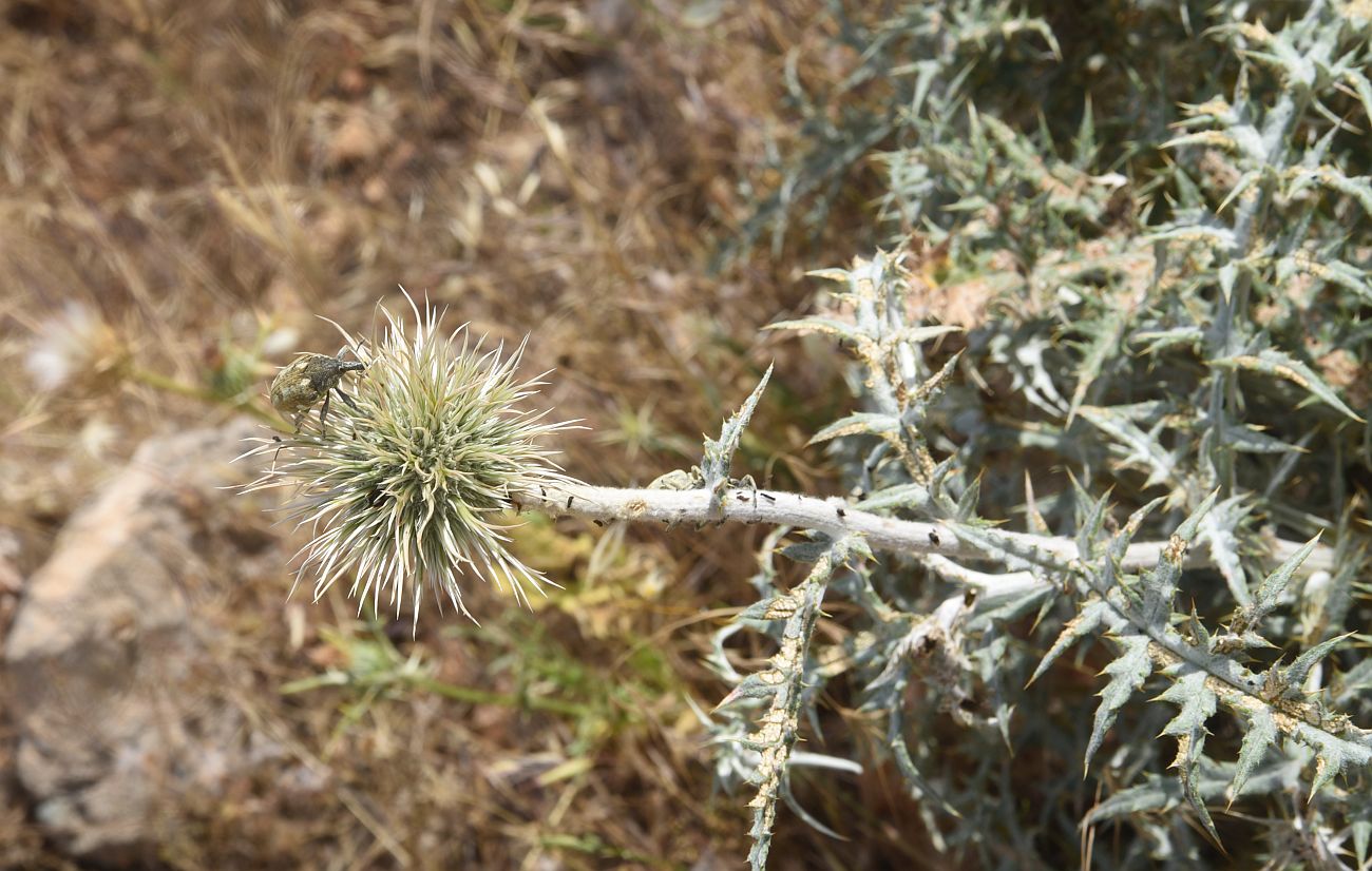 Image of genus Echinops specimen.