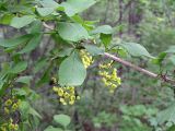 genus Berberis