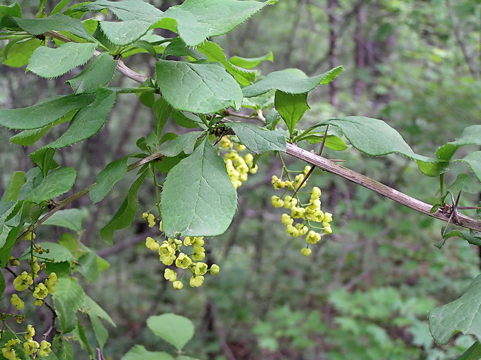 Image of genus Berberis specimen.