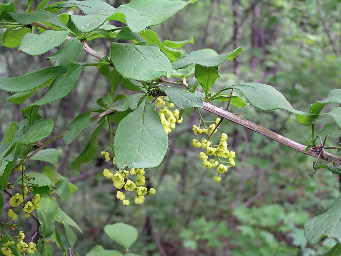 Изображение особи род Berberis.