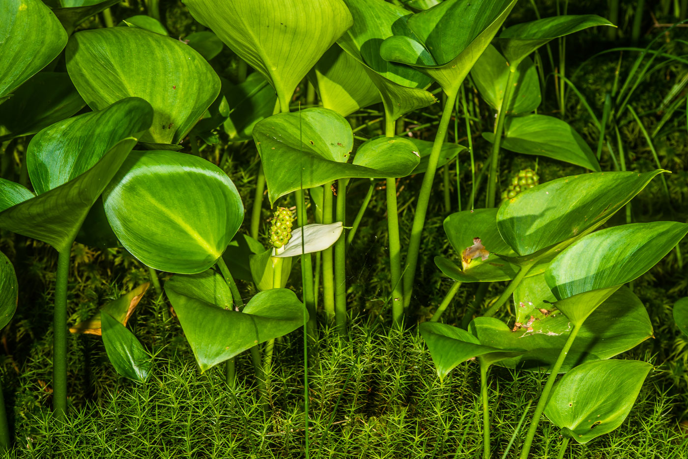Image of Calla palustris specimen.