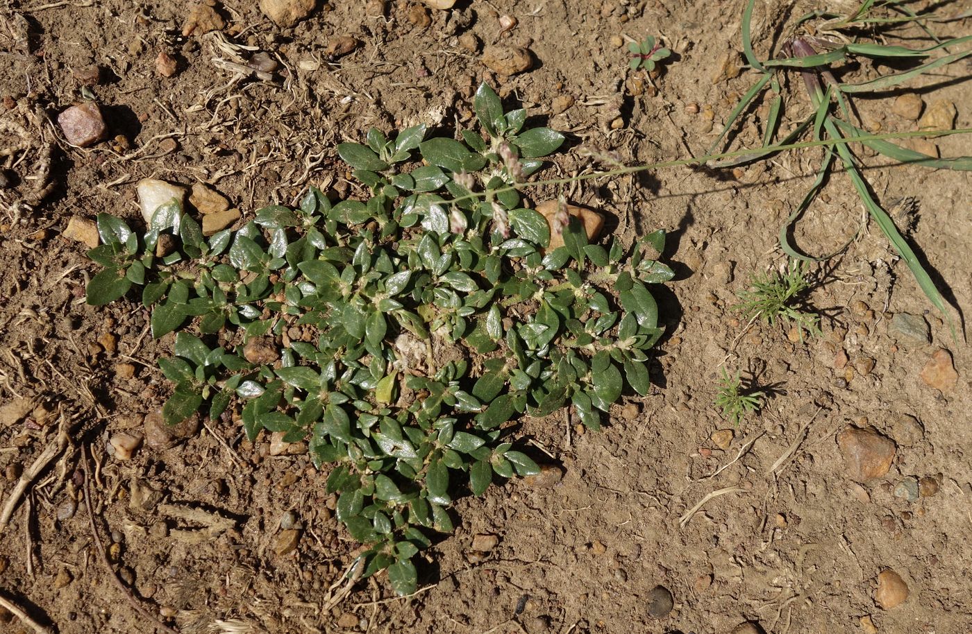 Изображение особи род Alternanthera.