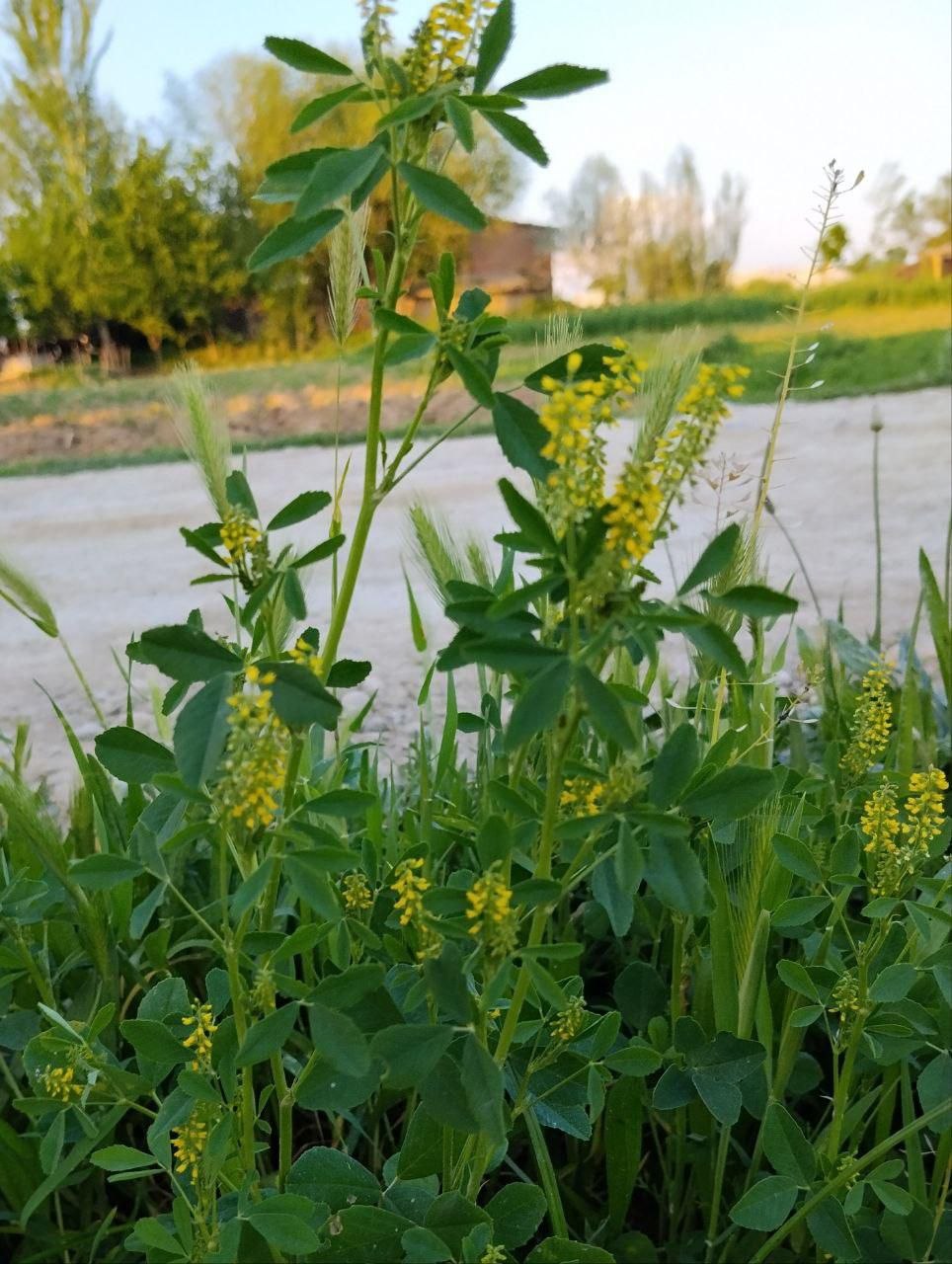 Изображение особи Melilotus officinalis.