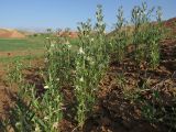 Delphinium rugulosum. Цветущие растения. Узбекистан, Сурхандарьинская обл., Шерабадский р-н, окр. с. Пашхурт, глинистый склон, сообщество эфемеров. 14.04.2025.