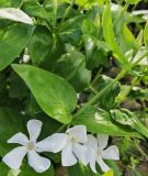 Vinca major. Цветки и часть побега. Волгоград, ул. Городовикова. 06.05.2026.