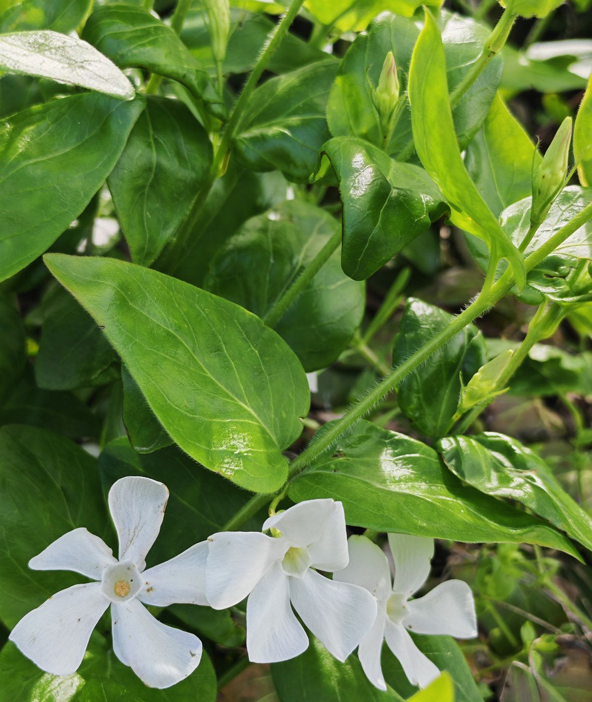 Изображение особи Vinca major.