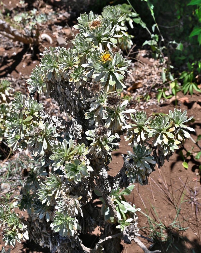 Изображение особи Asteriscus sericeus.