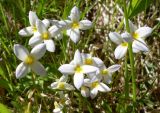 familia Rubiaceae. Хьюстония голубая (небесно-голубая). Houstonia caerulea. В природе. Галифакс 18.05.2010.