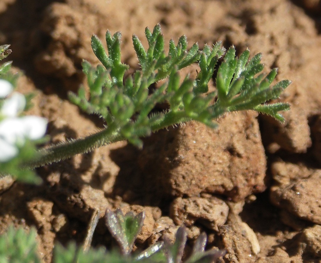 Image of familia Apiaceae specimen.