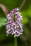 Orchis purpurea subspecies caucasica. Соцветие. Дагестан, Магарамкентский р-н, Самурский лес, широколиственный лес, подлесок. 02.05.2026.
