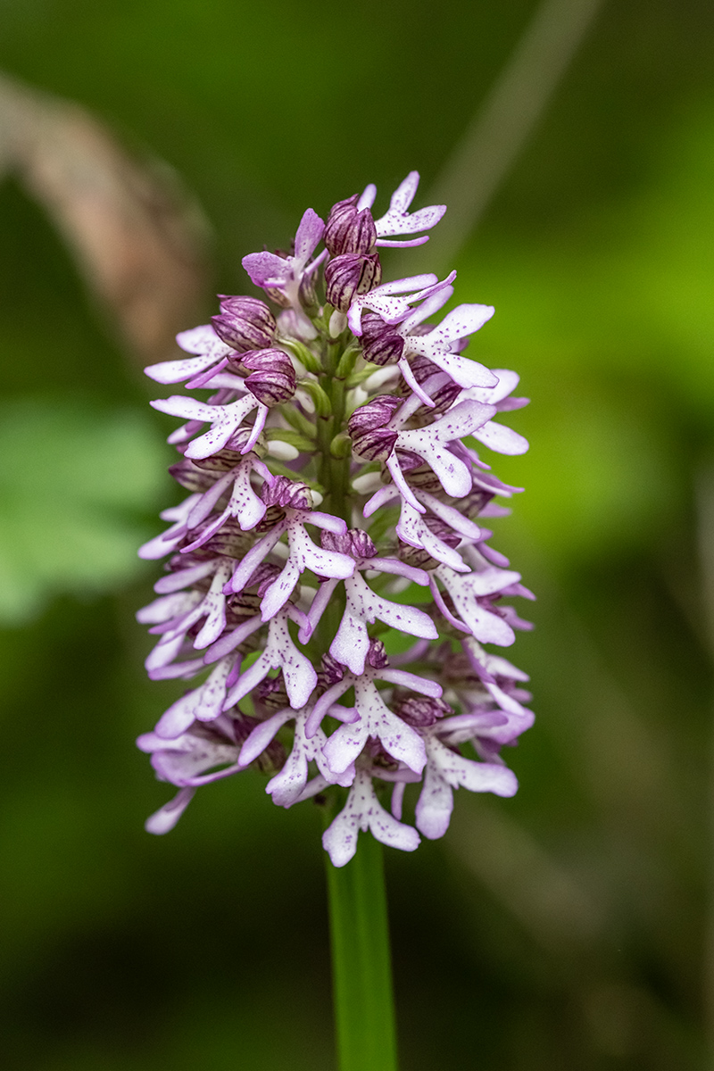 Image of Orchis purpurea ssp. caucasica specimen.