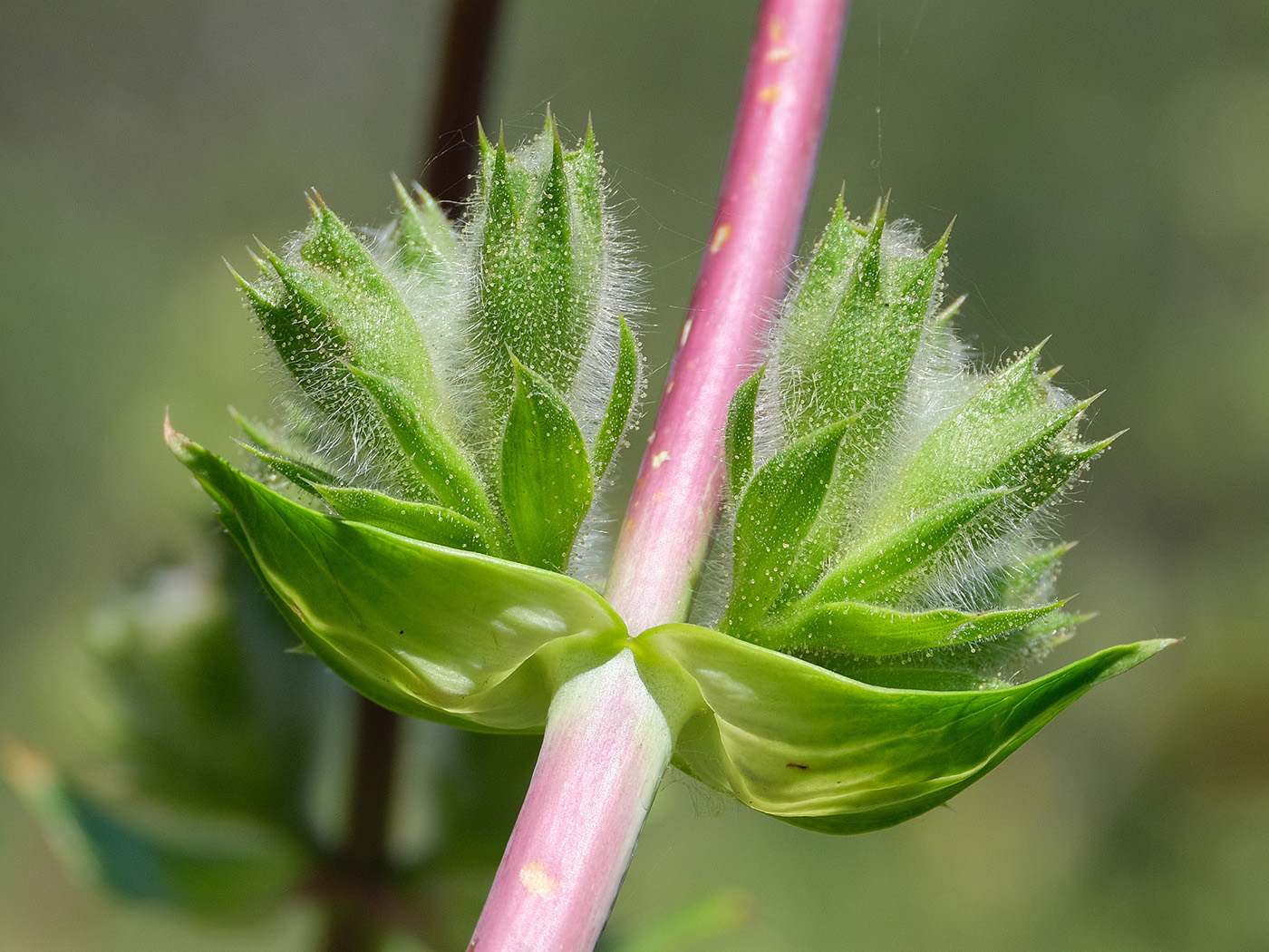 Image of Phlomoides hissarica specimen.