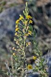 Dittrichia viscosa
