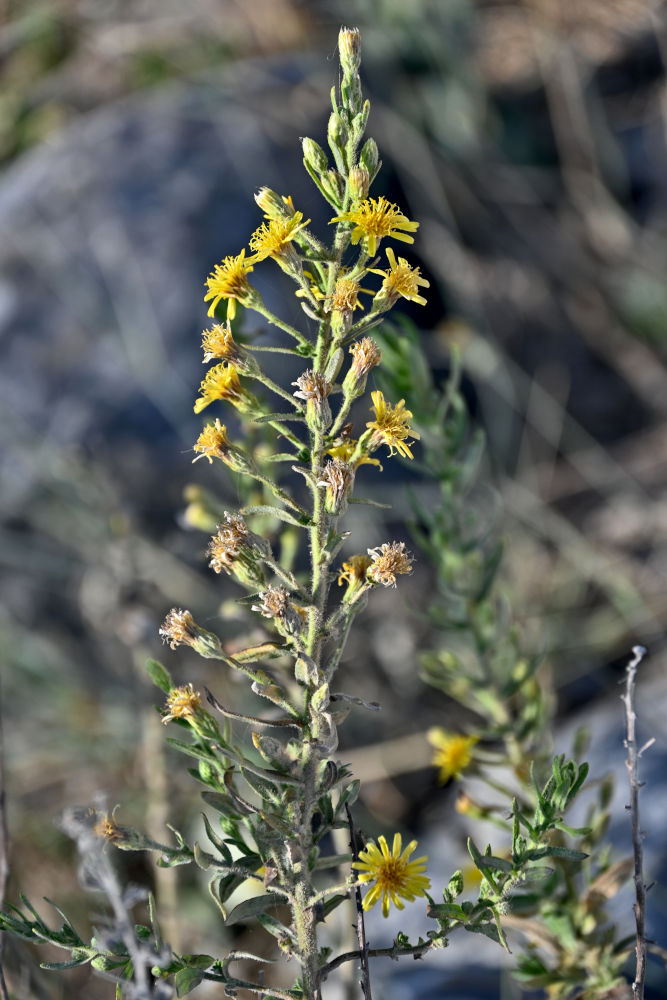 Image of Dittrichia viscosa specimen.