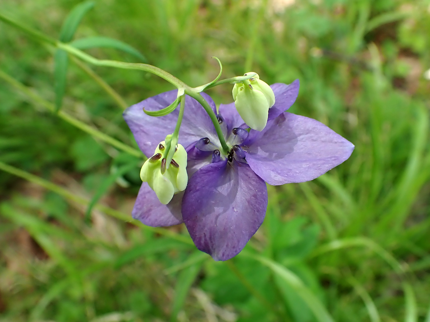 Image of Aquilegia parviflora specimen.