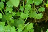 Saxifraga cymbalaria. Листья. Грузия, край Самцхе-Джавахети, Ахалцихский муниципалитет, 80 м от водопада Чанчкери, луг, берег ручейка. 10 июня 2026 г.