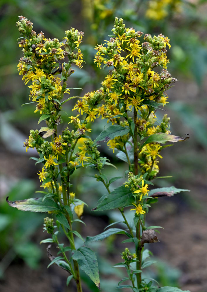 Изображение особи Solidago virgaurea.
