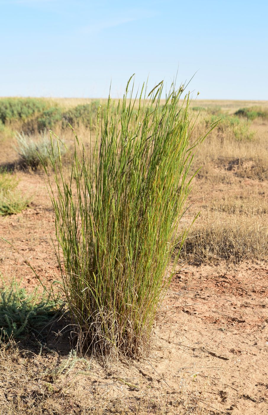 Image of Agropyron fragile specimen.
