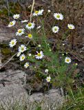 Tripleurospermum inodorum. Цветущее растение. Московская обл., гор. округ Домодедово, низовья р. Пахра, окраина залежи. 30.08.2026.