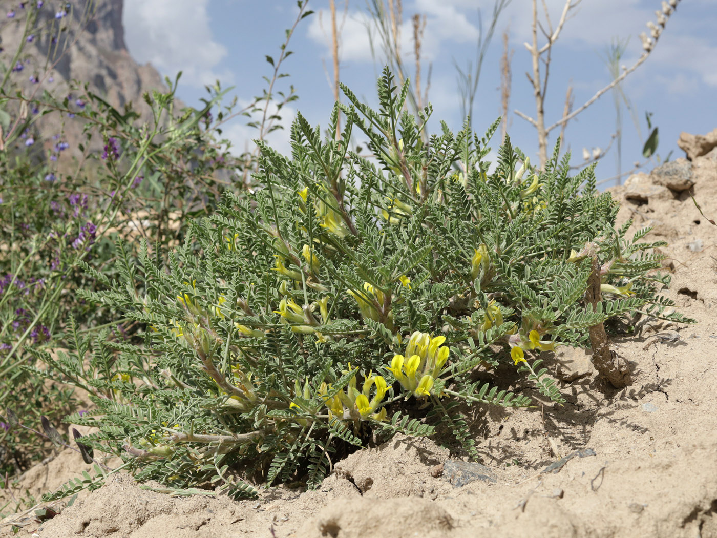Image of genus Astragalus specimen.