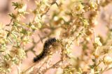 Salsola dzhungarica. Часть веточки плодоносящего растения с кормящейся гусеницей. Казахстан, Алматинская обл., нац. парк \"Чарын\", пестроцветный сухой щебнистый сай. 18 сентября 2026 г.