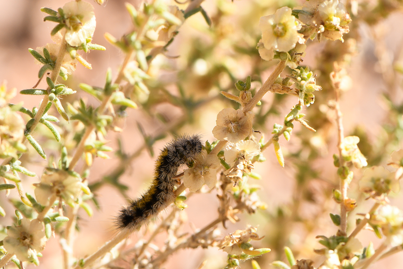 Изображение особи Salsola dzhungarica.