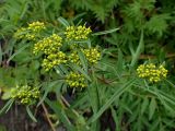 Patrinia rupestris. Верхушка бутонизирующего побега. Хабаровский край, Комсомольский р-н, с. Верхняя Эконь, берег р. Амур, на скальном грунте. 07.07.2026.