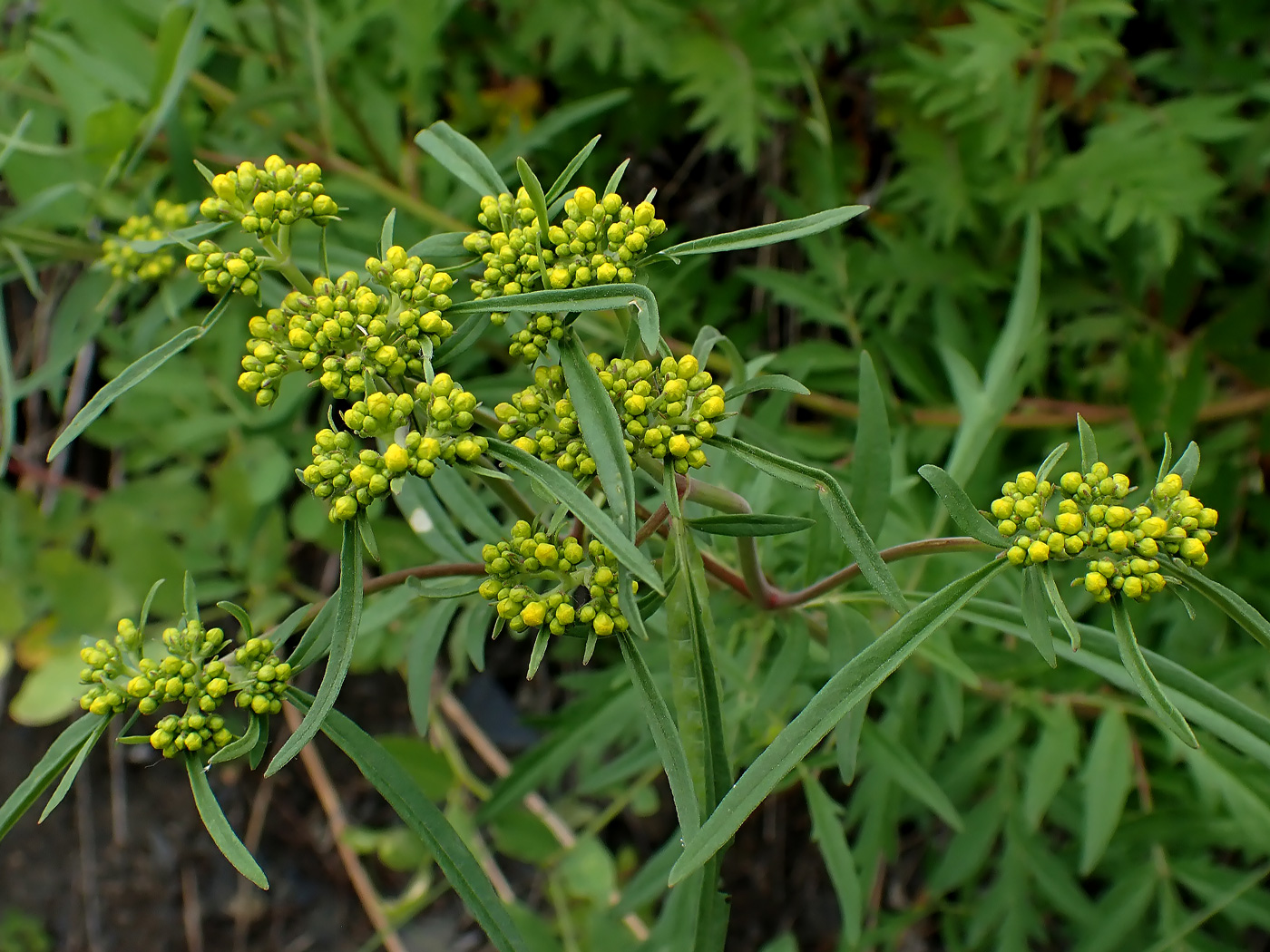 Изображение особи Patrinia rupestris.
